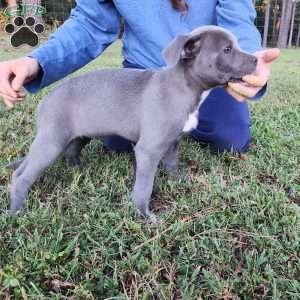 Darla, Cane Corso Mix Puppy